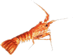 Le Langoustier