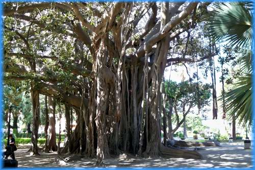 größter Gummibaum Europas