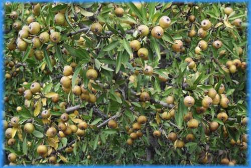 noch unbekannte Obstsorte