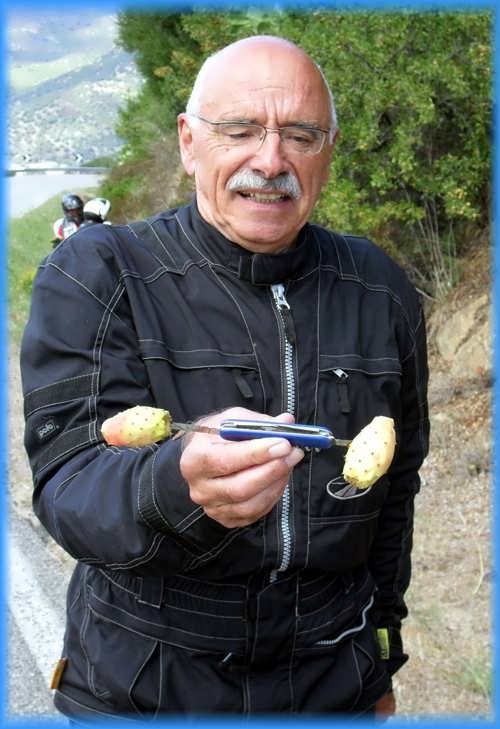 Opuntia ficus-indica