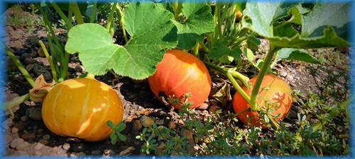 Süd-Steiermark und Burgenland 2023